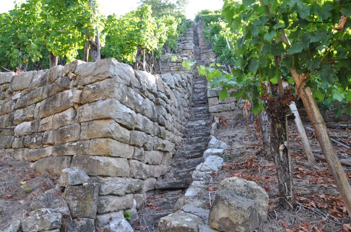 Climbing the ancient steps above the vineyards, on the lookout for geckos and nettles